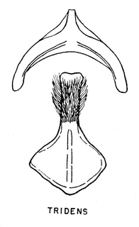Andrena tridens, figure15f