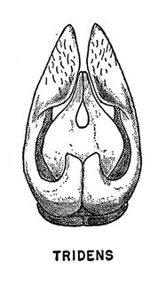 Andrena tridens, figure16e