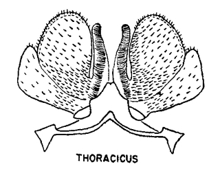 Colletes thoracicus, figure9g