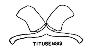 Colletes titusensis, figure10i