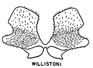 Colletes willistoni, figure9j
