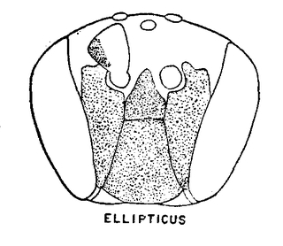 Hylaeus annulatus, figure11j