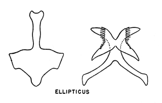 Hylaeus annulatus, figure13e