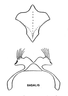 Hylaeus basalis, figure14p