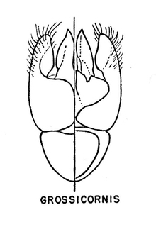Hylaeus fedorica, figure14m