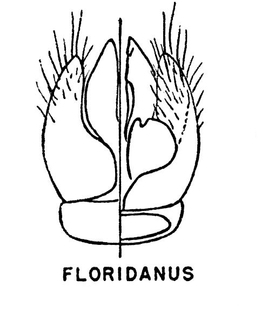 Hylaeus floridanus, figure14g