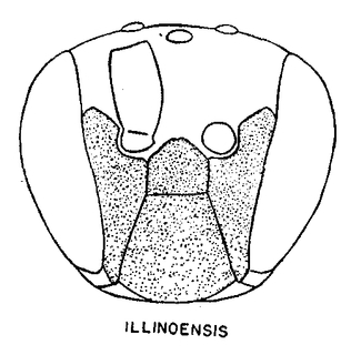 Hylaeus illinoisensis, figure11n