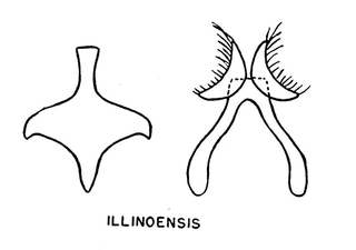Hylaeus illinoisensis, figure13g