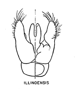 Hylaeus illinoisensis, figure14c