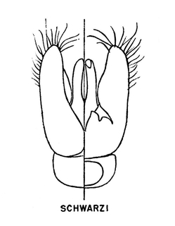 Hylaeus schwarzii, figure14e