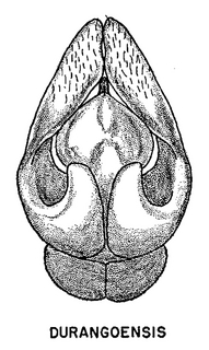 Andrena durangoensis, figure45f