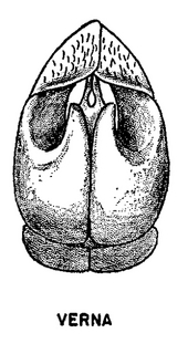 Andrena fenningeri, figure37h