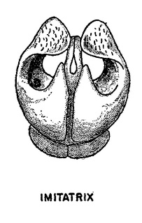 Andrena imitatrix, figure37g
