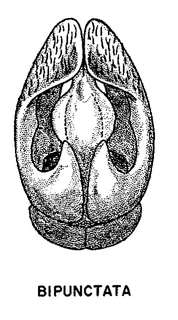 Andrena miserabilis, figure32a