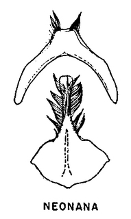 Andrena neonana, figure31c