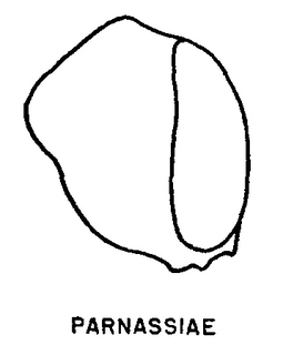 Andrena parnassiae, figure40h