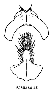Andrena parnassiae, figure41a