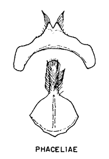 Andrena phaceliae, figure44a
