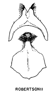 Andrena robertsonii, figure46b
