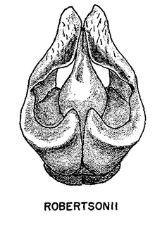 Andrena robertsonii, figure47d