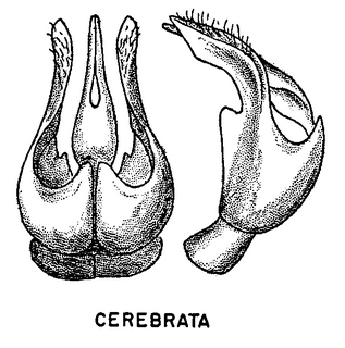 Andrena cerebrata, figure51a