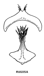 Andrena rugosa, figure36f