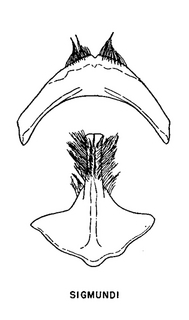 Andrena sigmundi, figure36c