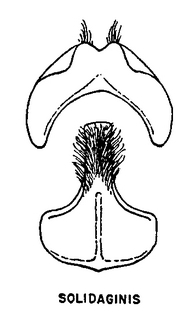 Andrena simplex, figure25h