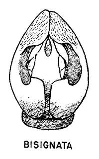 Andrena tridens, figure22c