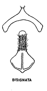 Andrena tridens, figure23c