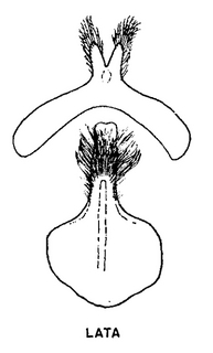 Andrena w-scripta, figure44f