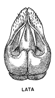 Andrena w-scripta, figure45a