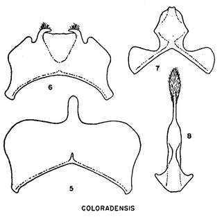 Calliopsis coloradensis, figure70b
