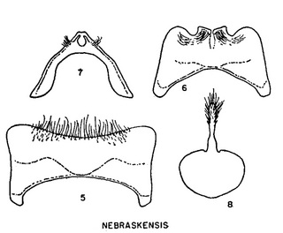 Calliopsis nebraskensis, figure70c