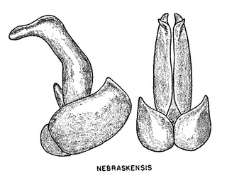Calliopsis nebraskensis, figure71a