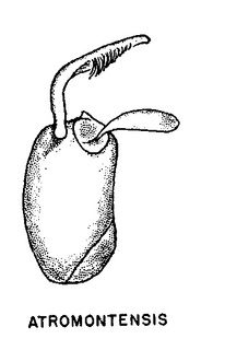 Panurginus atramontensis, figure61a