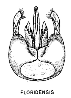 Perdita floridensis, figure74i