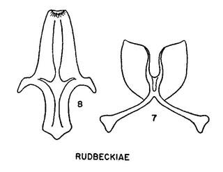 Pseudopanurgus rudbeckiae, figure64h