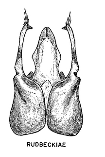 Pseudopanurgus rudbeckiae, figure66e