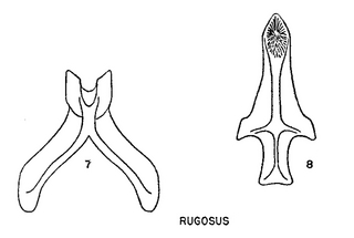 Pseudopanurgus rugosus, figure62d