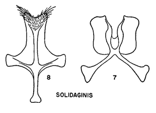 Pseudopanurgus solidaginis, figure64i