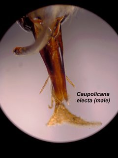 Caupolicana electa, male, tongue