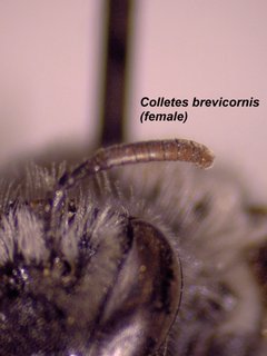 Colletes brevicornis, female, ant