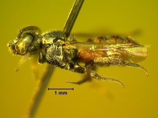 Holcopasites calliopsidis, female