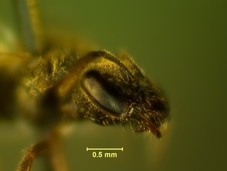 Lasioglossum apocyni, female