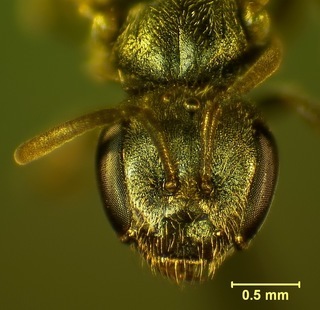 Lasioglossum apocyni, female2