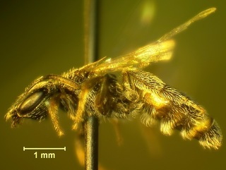 Lasioglossum apocyni, female3