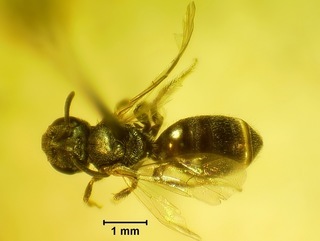 Lasioglossum apocyni, female4