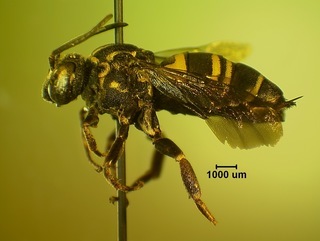Triepeolus simplex, female