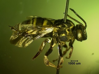Triepeolus simplex, female4